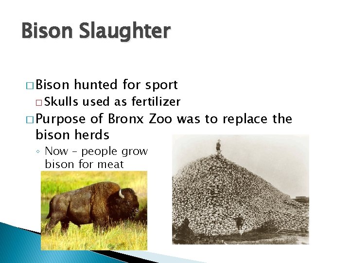 Bison Slaughter � Bison hunted for sport � Skulls used as fertilizer � Purpose