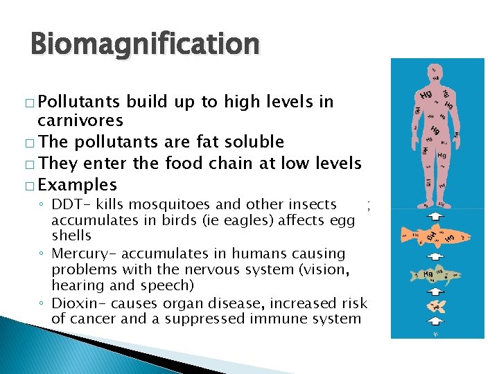 Biomagnification � Pollutants build up to high levels in carnivores � The pollutants are