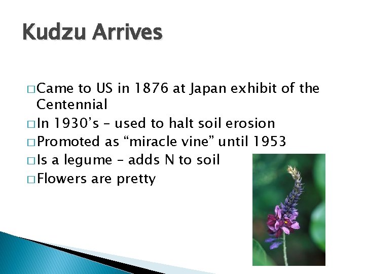 Kudzu Arrives � Came to US in 1876 at Japan exhibit of the Centennial