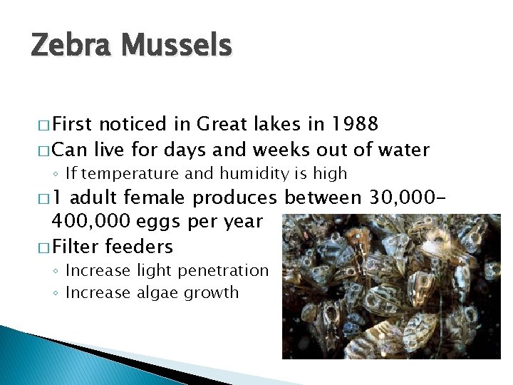 Zebra Mussels � First noticed in Great lakes in 1988 � Can live for