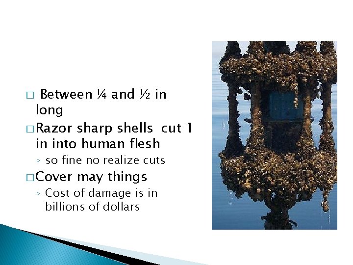 Between ¼ and ½ in long � Razor sharp shells cut 1 in into
