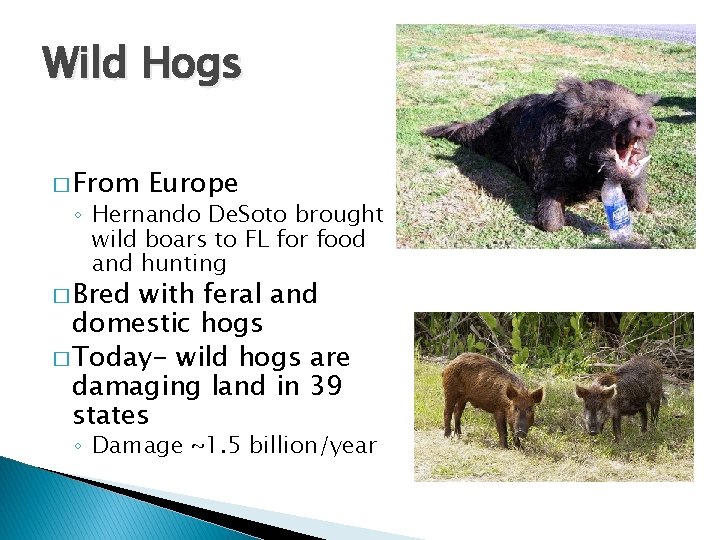 Wild Hogs � From Europe ◦ Hernando De. Soto brought wild boars to FL