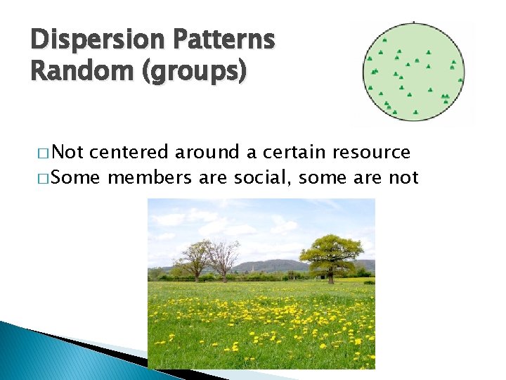 Dispersion Patterns Random (groups) � Not centered around a certain resource � Some members