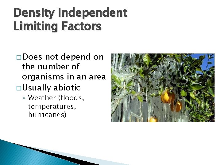 Density Independent Limiting Factors � Does not depend on the number of organisms in