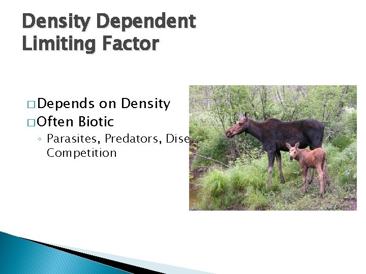 Density Dependent Limiting Factor � Depends on Density � Often Biotic ◦ Parasites, Predators,