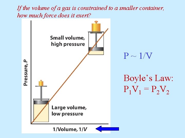 If the volume of a gas is constrained to a smaller container, how much