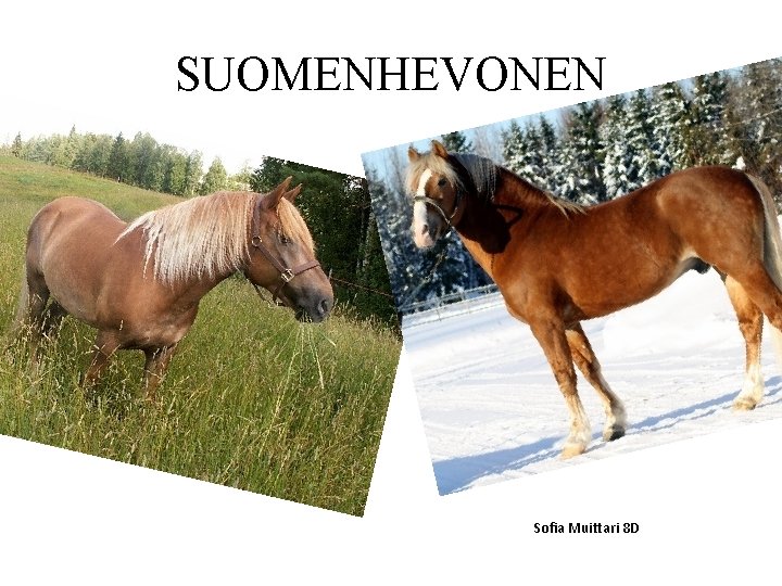 SUOMENHEVONEN Sofia Muittari 8 D SUOMENHEVONEN Sofia Muittari 8 D
