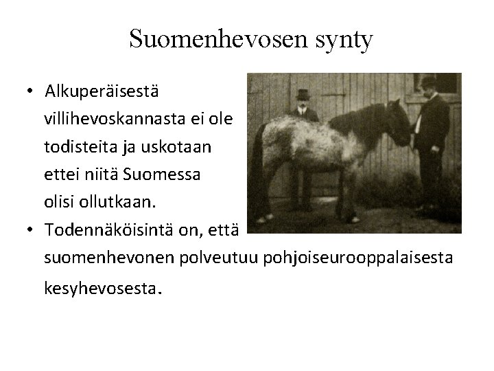 Suomenhevosen synty • Alkuperäisestä villihevoskannasta ei ole todisteita ja uskotaan ettei niitä Suomessa olisi Suomenhevosen synty • Alkuperäisestä villihevoskannasta ei ole todisteita ja uskotaan ettei niitä Suomessa olisi