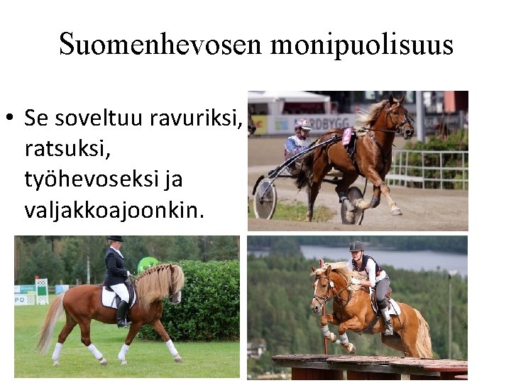 Suomenhevosen monipuolisuus • Se soveltuu ravuriksi, ratsuksi, työhevoseksi ja valjakkoajoonkin. Suomenhevosen monipuolisuus • Se soveltuu ravuriksi, ratsuksi, työhevoseksi ja valjakkoajoonkin.