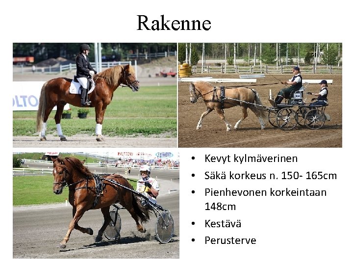 Rakenne • Kevyt kylmäverinen • Säkä korkeus n. 150 - 165 cm • Pienhevonen Rakenne • Kevyt kylmäverinen • Säkä korkeus n. 150 - 165 cm • Pienhevonen