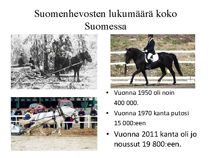 Suomenhevosten lukumäärä koko Suomessa • Vuonna 1950 oli noin 400 000. • Vuonna 1970 Suomenhevosten lukumäärä koko Suomessa • Vuonna 1950 oli noin 400 000. • Vuonna 1970
