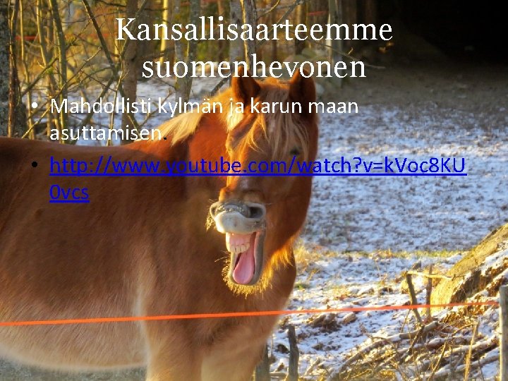 Kansallisaarteemme suomenhevonen • Mahdollisti kylmän ja karun maan asuttamisen. • http: //www. youtube. com/watch? Kansallisaarteemme suomenhevonen • Mahdollisti kylmän ja karun maan asuttamisen. • http: //www. youtube. com/watch?
