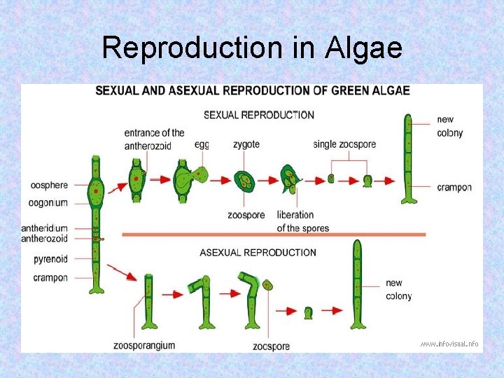 PLANTS Chapter 22 p 550 What Is A