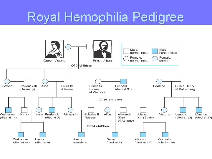 Royal Hemophilia Pedigree 