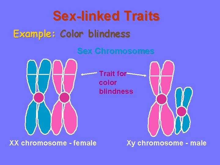 Sex-linked Traits Example: Color blindness Sex Chromosomes Trait for color blindness XX chromosome -