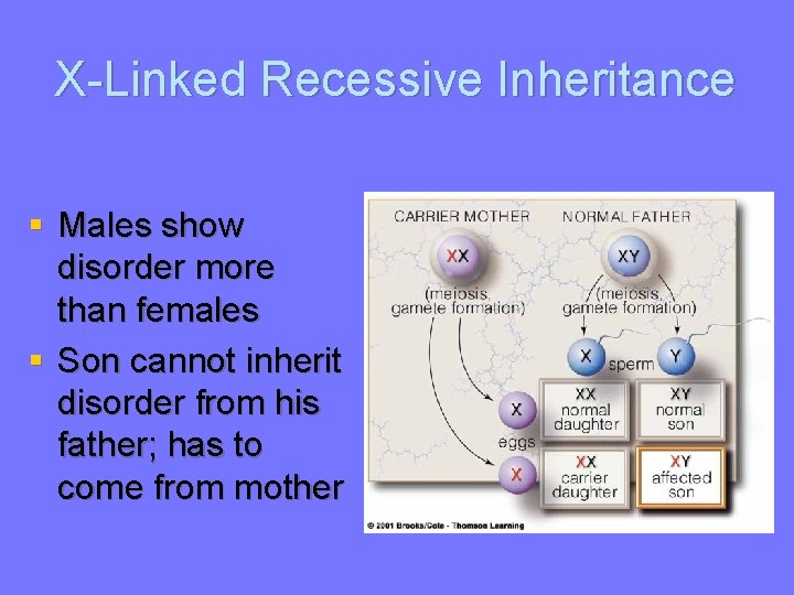 X-Linked Recessive Inheritance § Males show disorder more than females § Son cannot inherit