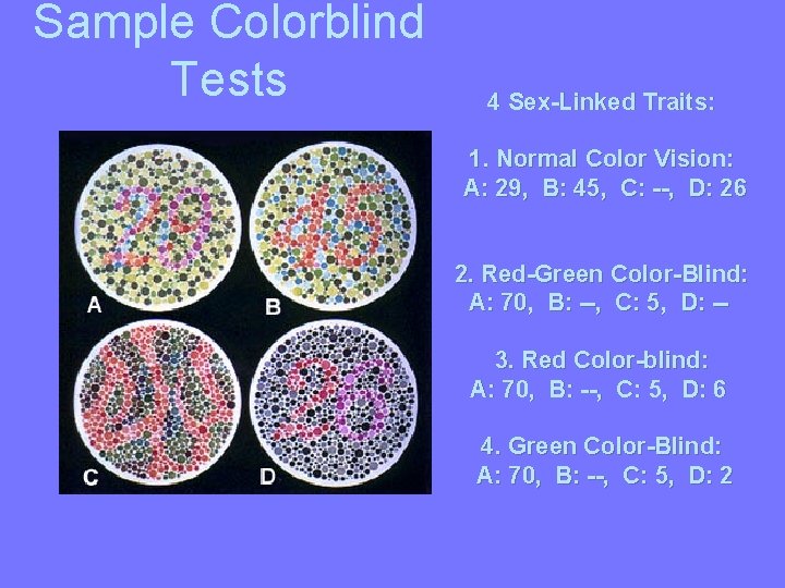 Sample Colorblind Tests 4 Sex-Linked Traits: 1. Normal Color Vision: A: 29, B: 45,