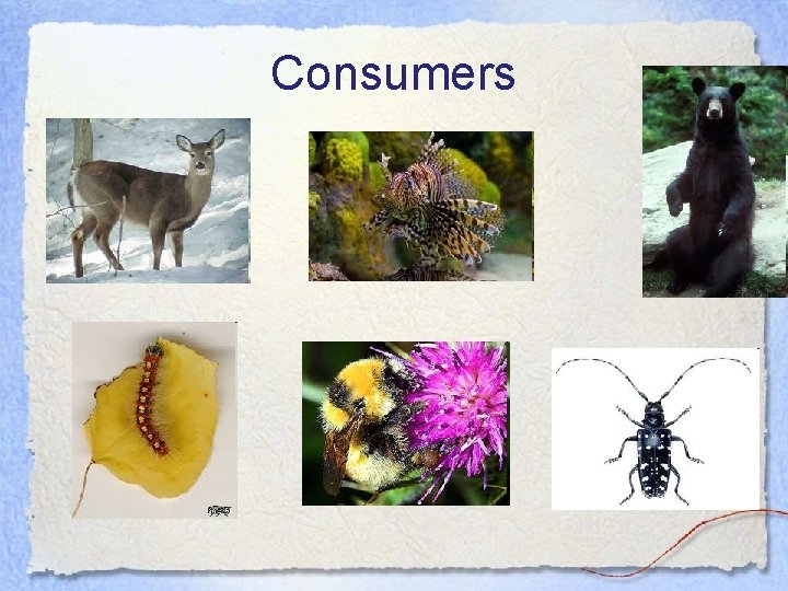 Consumers 