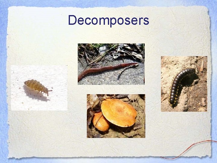 Decomposers 