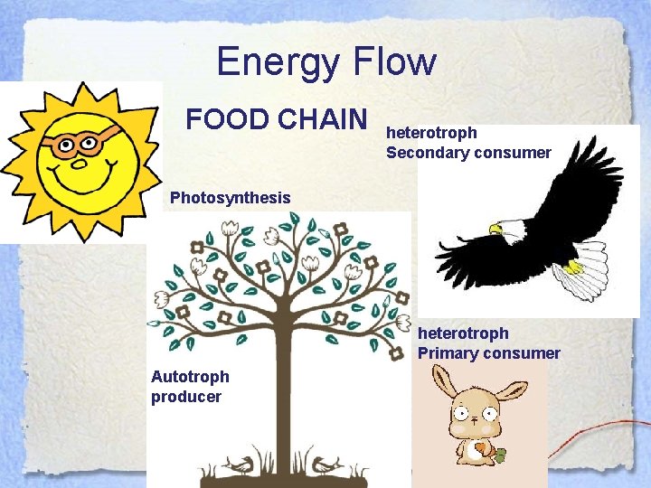 Energy Flow FOOD CHAIN heterotroph Secondary consumer Photosynthesis heterotroph Primary consumer Autotroph producer 
