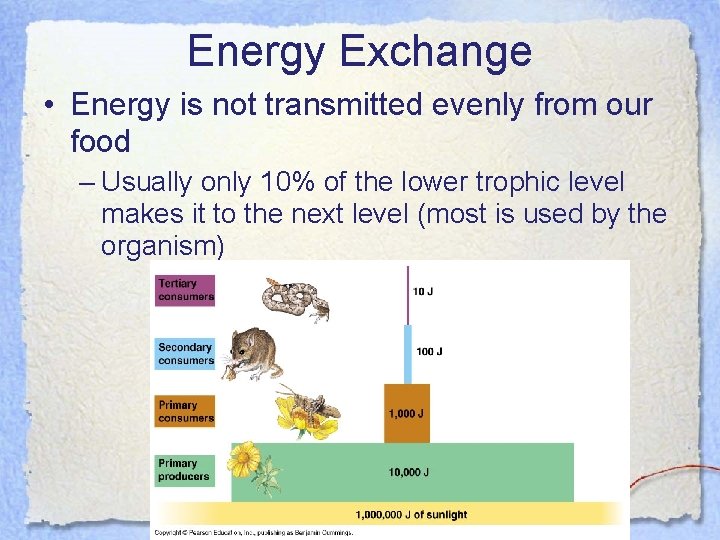 Energy Exchange • Energy is not transmitted evenly from our food – Usually only