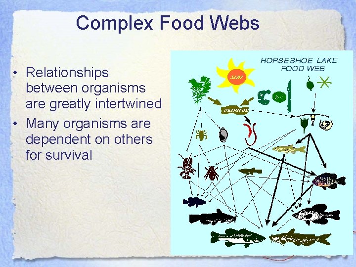 Complex Food Webs • Relationships between organisms are greatly intertwined • Many organisms are