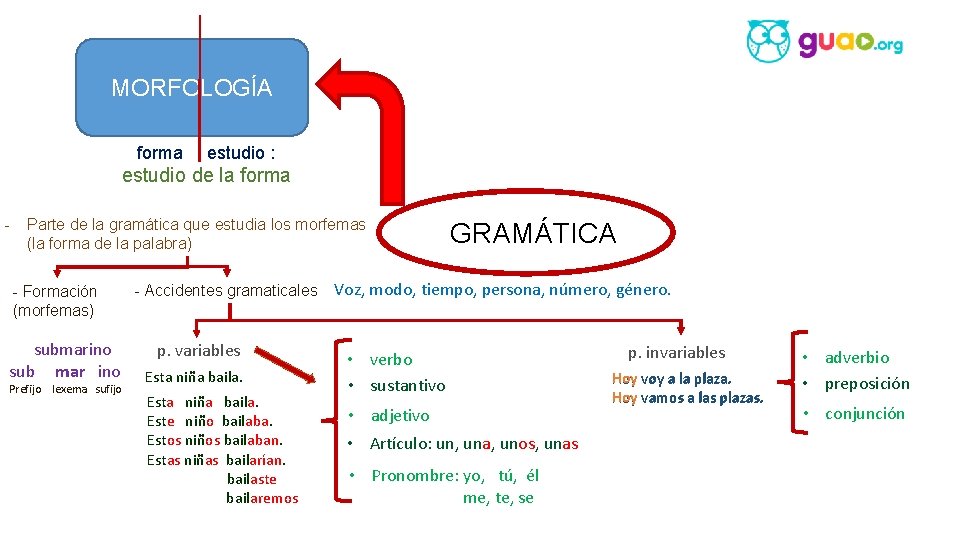 MORFOLOGÍA forma estudio : estudio de la forma - Parte de la gramática que