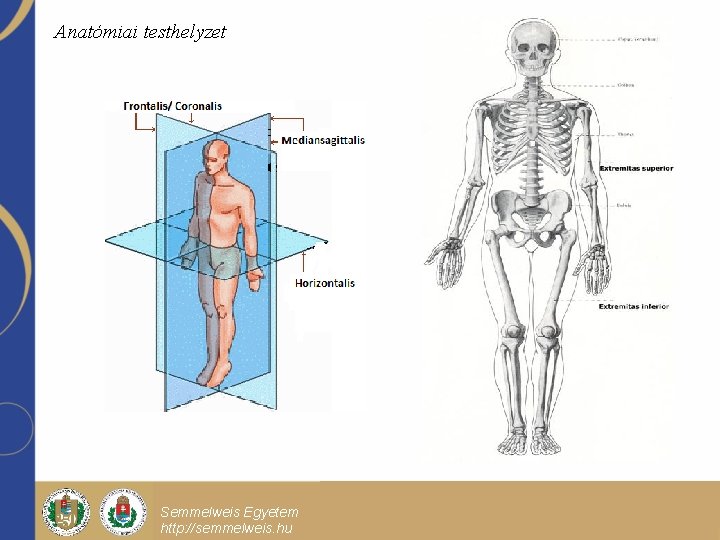 Anatómiai testhelyzet Semmelweis Egyetem http: //semmelweis. hu Előadás főcíme Előadás alcíme Dr. Minta Pál