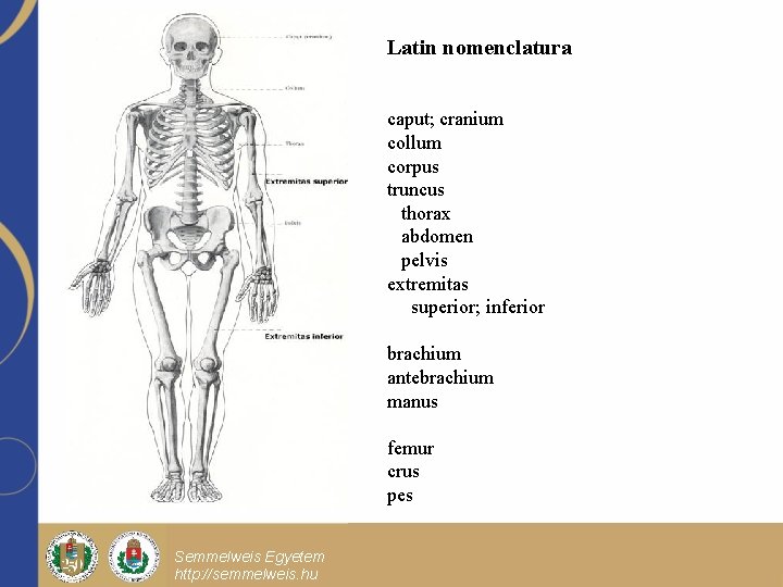 Latin nomenclatura caput; cranium collum corpus truncus thorax abdomen pelvis extremitas superior; inferior brachium