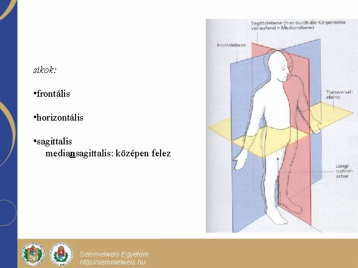 síkok: • frontális • horizontális • sagittalis mediansagittalis: középen felez Semmelweis Egyetem http: //semmelweis.