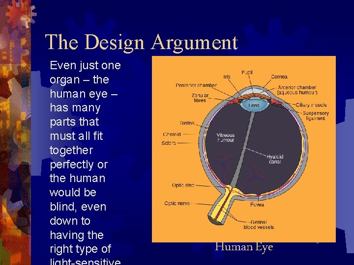 The Design Argument Even just one organ – the human eye – has many