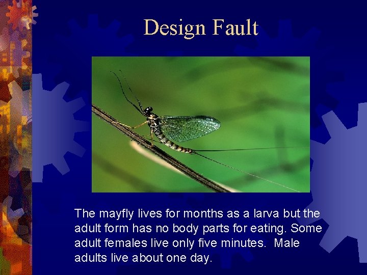 Design Fault The mayfly lives for months as a larva but the adult form