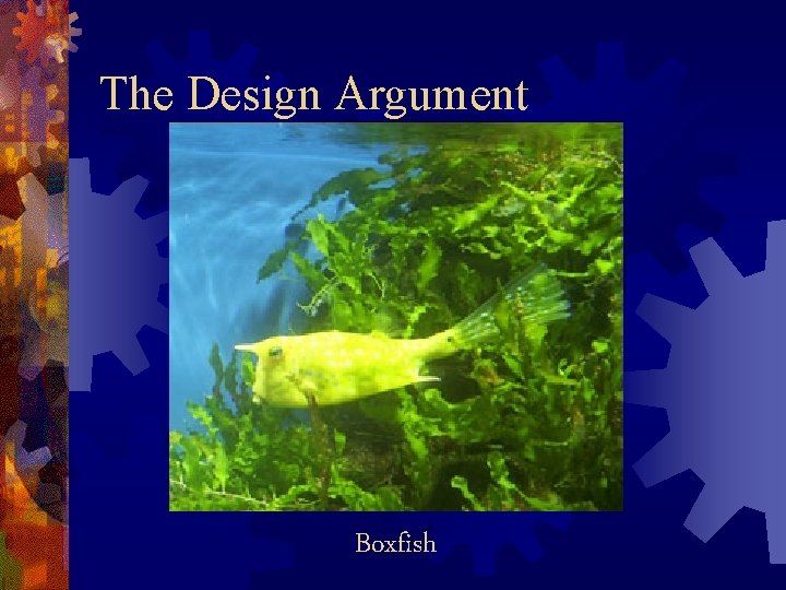 The Design Argument Boxfish 