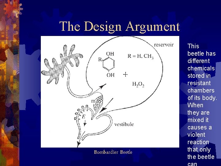 The Design Argument Bombardier Beetle This beetle has different chemicals stored in resistant chambers