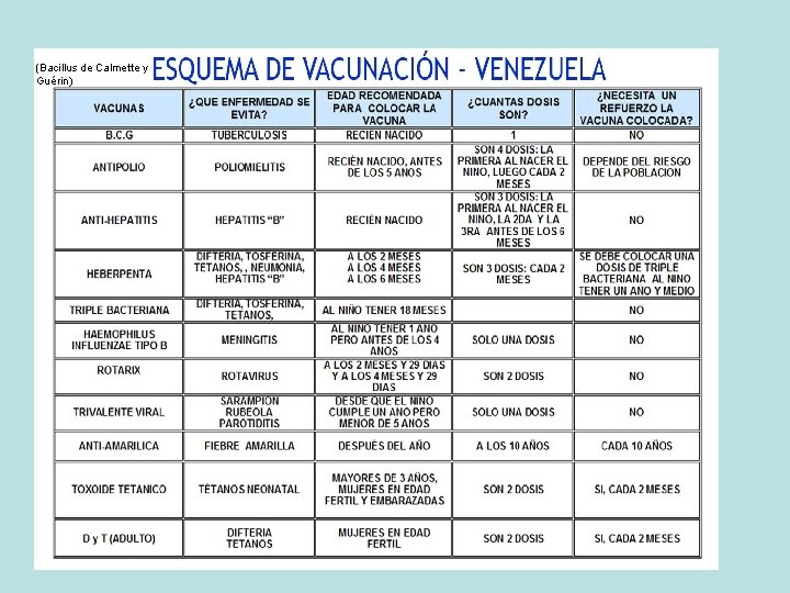 (Bacillus de Calmette y Guérin) 