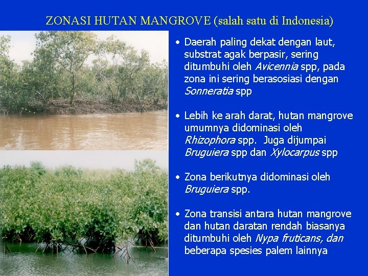 ZONASI HUTAN MANGROVE (salah satu di Indonesia) • Daerah paling dekat dengan laut, substrat