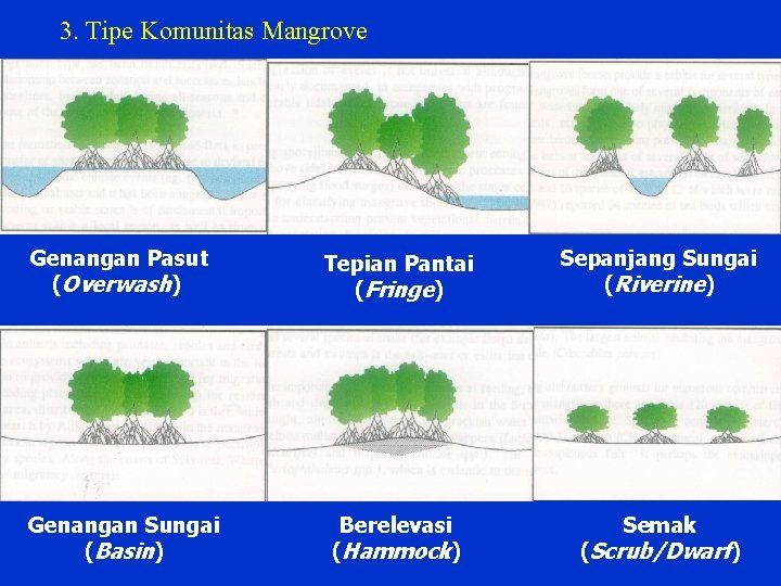 3. Tipe Komunitas Mangrove Genangan Pasut (Overwash) Tepian Pantai (Fringe) Sepanjang Sungai (Riverine) Genangan