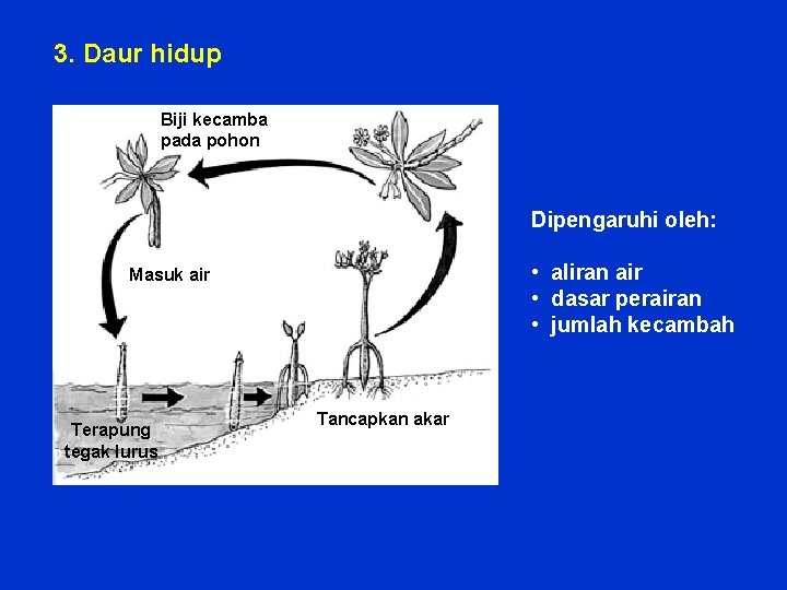 3. Daur hidup Biji kecamba pada pohon Dipengaruhi oleh: • aliran air • dasar