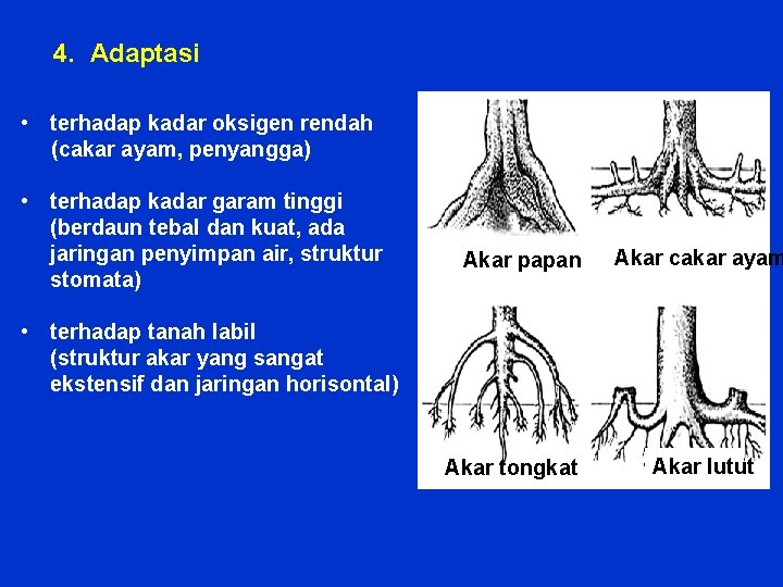4. Adaptasi • terhadap kadar oksigen rendah (cakar ayam, penyangga) • terhadap kadar garam