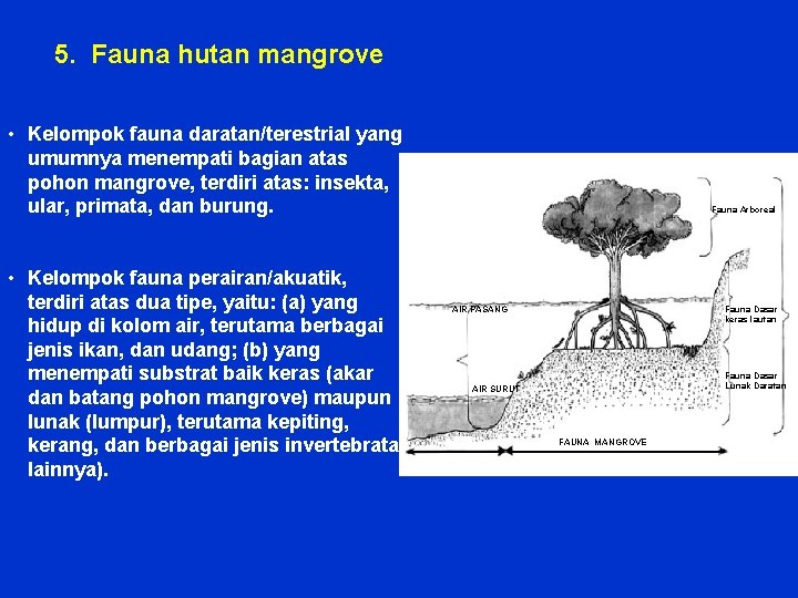 5. Fauna hutan mangrove • Kelompok fauna daratan/terestrial yang umumnya menempati bagian atas pohon