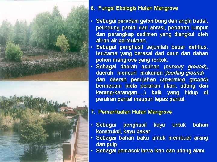 6. Fungsi Ekologis Hutan Mangrove • Sebagai peredam gelombang dan angin badai, pelindung pantai