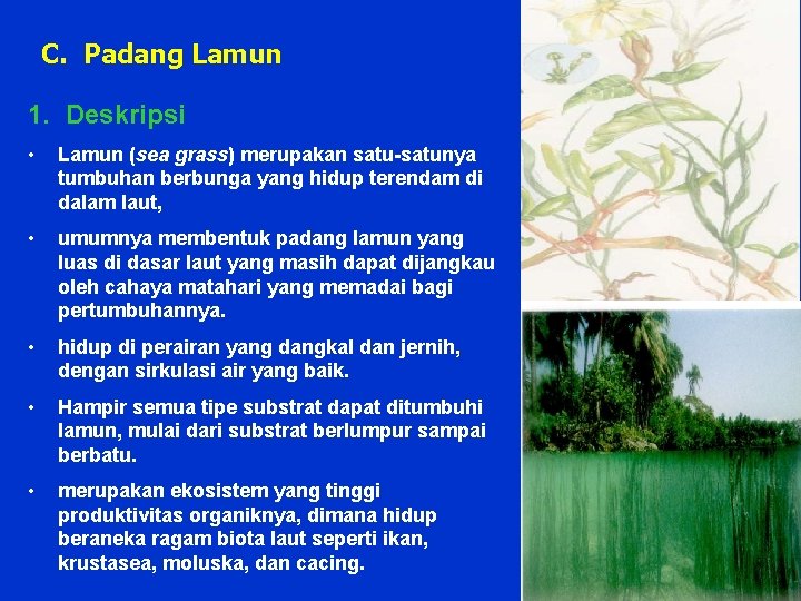 C. Padang Lamun 1. Deskripsi • • • Lamun (sea grass) merupakan satu-satunya tumbuhan