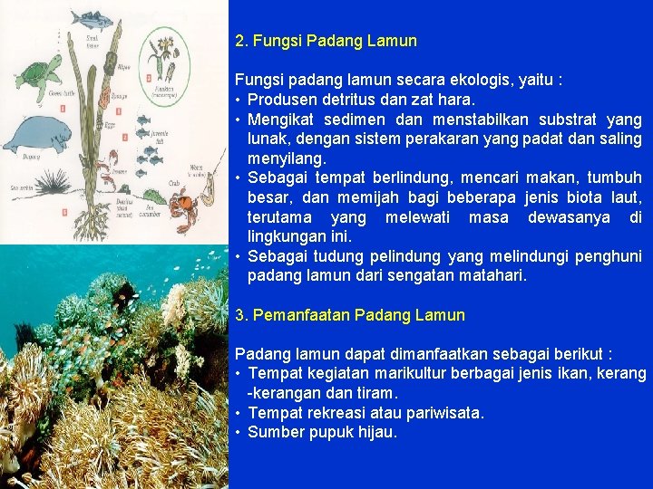 2. Fungsi Padang Lamun Fungsi padang lamun secara ekologis, yaitu : • Produsen detritus