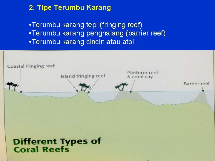 2. Tipe Terumbu Karang • Terumbu karang tepi (fringing reef) • Terumbu karang penghalang