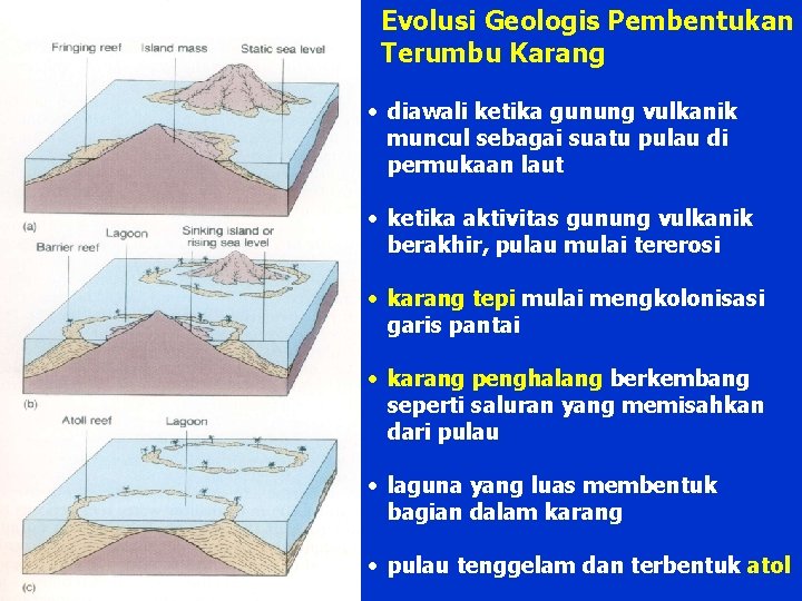 Evolusi Geologis Pembentukan Terumbu Karang • diawali ketika gunung vulkanik muncul sebagai suatu pulau