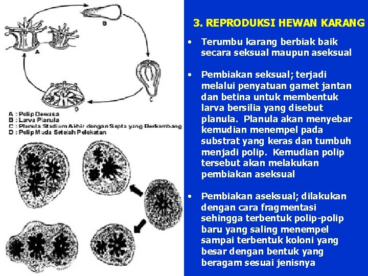 3. REPRODUKSI HEWAN KARANG • Terumbu karang berbiak baik secara seksual maupun aseksual •