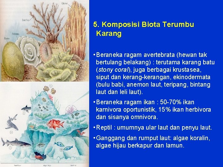 5. Komposisi Biota Terumbu Karang • Beraneka ragam avertebrata (hewan tak bertulang belakang) :