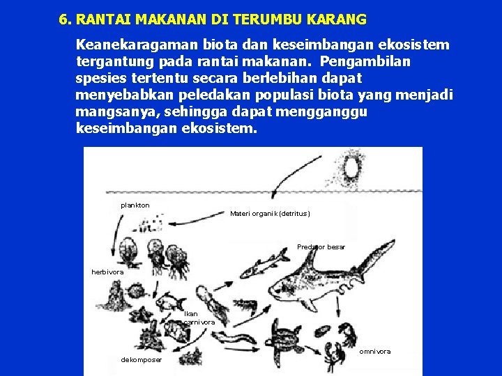 6. RANTAI MAKANAN DI TERUMBU KARANG Keanekaragaman biota dan keseimbangan ekosistem tergantung pada rantai