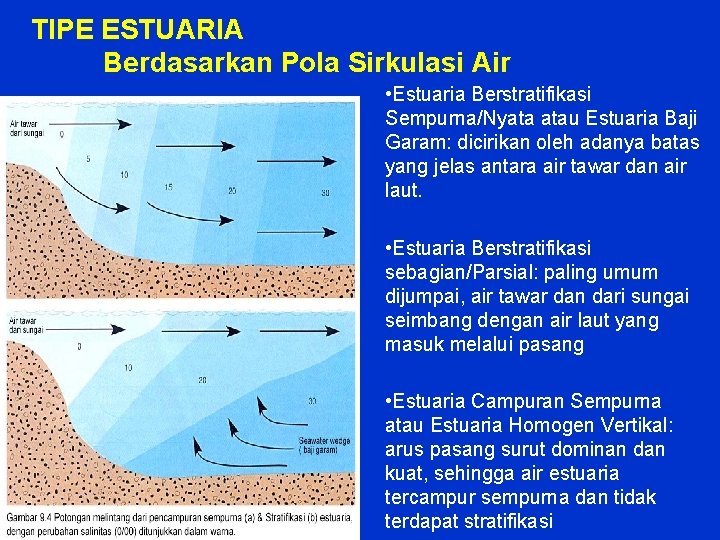 TIPE ESTUARIA Berdasarkan Pola Sirkulasi Air • Estuaria Berstratifikasi Sempurna/Nyata atau Estuaria Baji Garam: