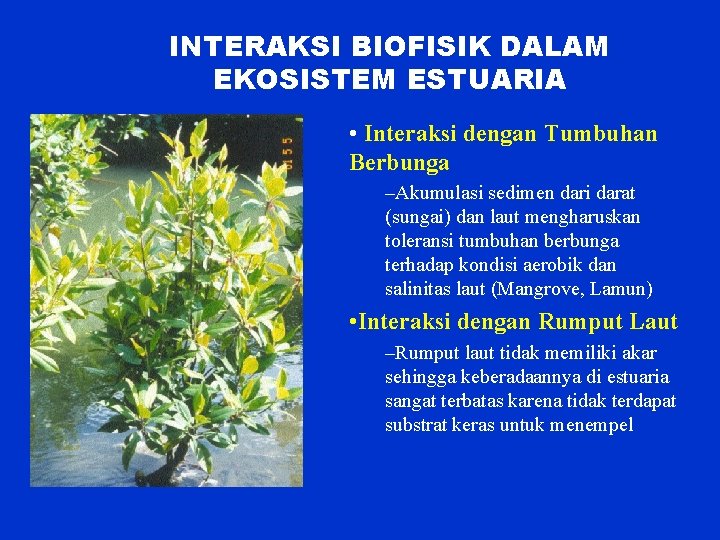 INTERAKSI BIOFISIK DALAM EKOSISTEM ESTUARIA • Interaksi dengan Tumbuhan Berbunga –Akumulasi sedimen dari darat